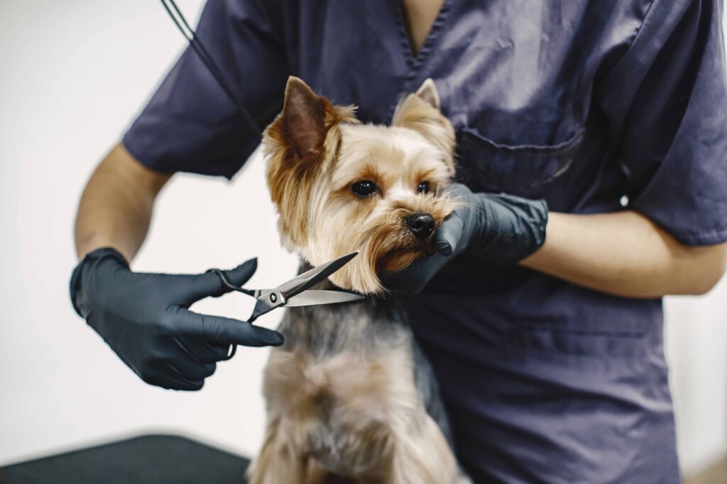 Pet Grooming In Maryville, TN Chilhowee Veterinary Clinic