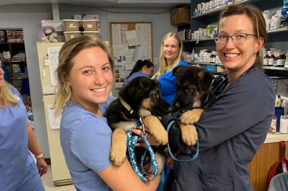 Best Vet Hospital In Maryville, TN Chilhowee Veterinary