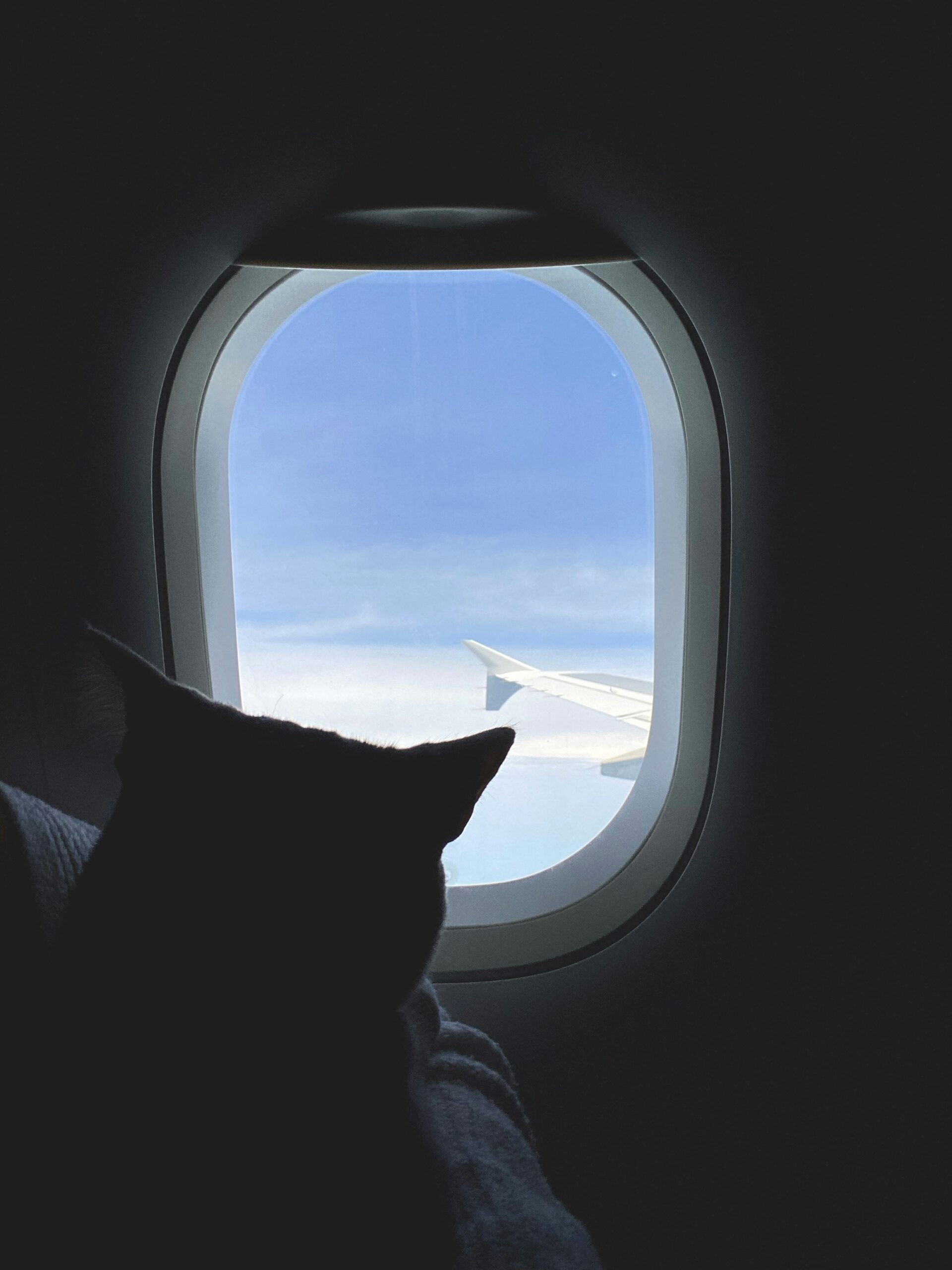 iren-liao-tZmSDZ6LsI8-unsplash boarding-service