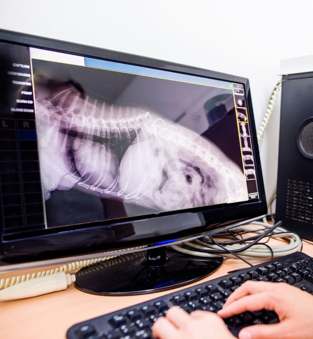 vet examining the digital x-ray of a pet